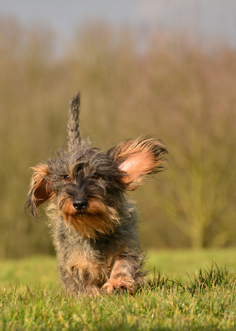 Übung Hunde 1