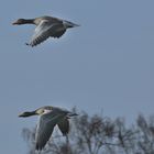 Übung Synchronflug