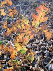 übungsbild schärfenverlauf herbstblätter 2