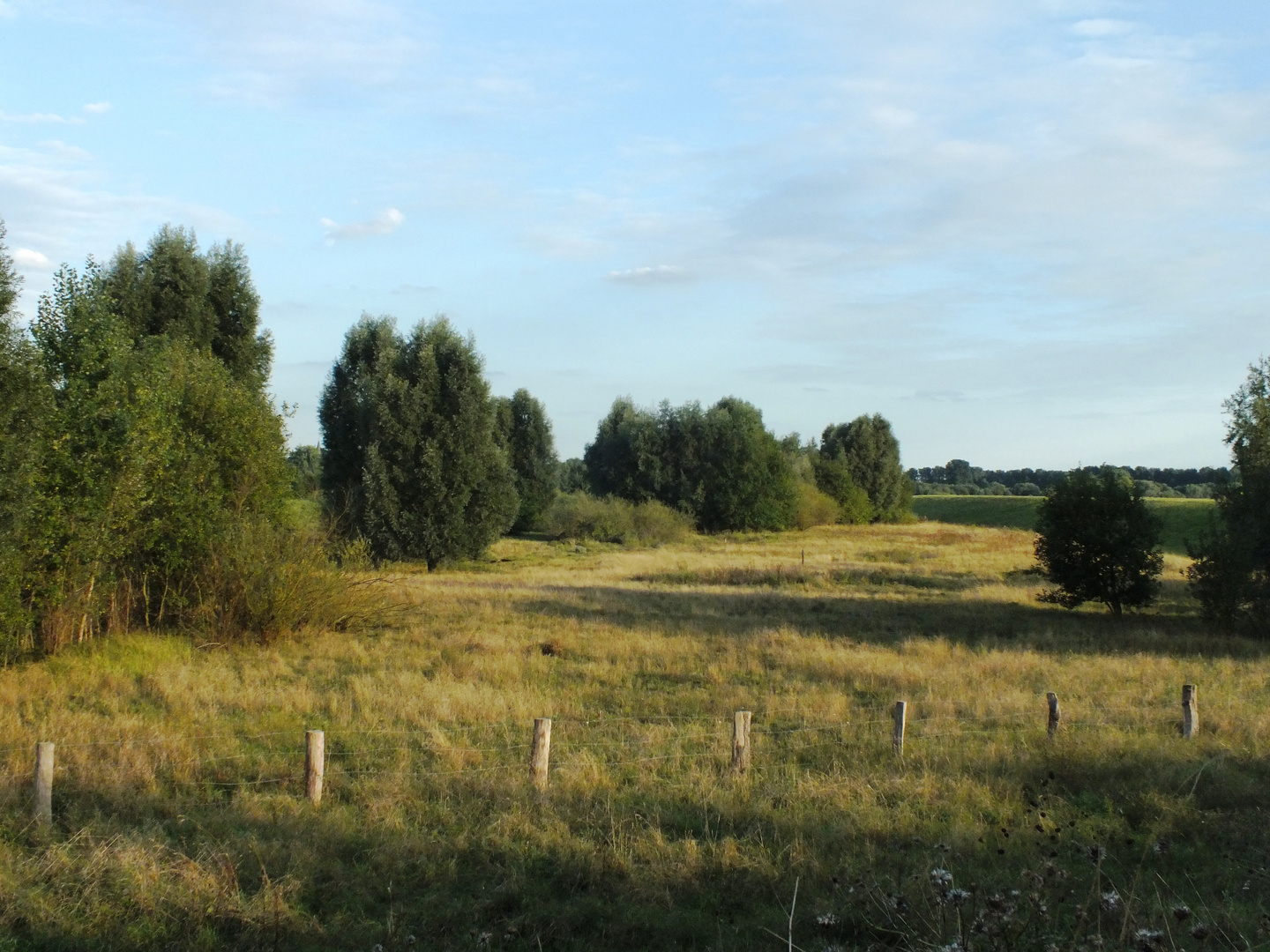 Uedesheimer Rheinauen