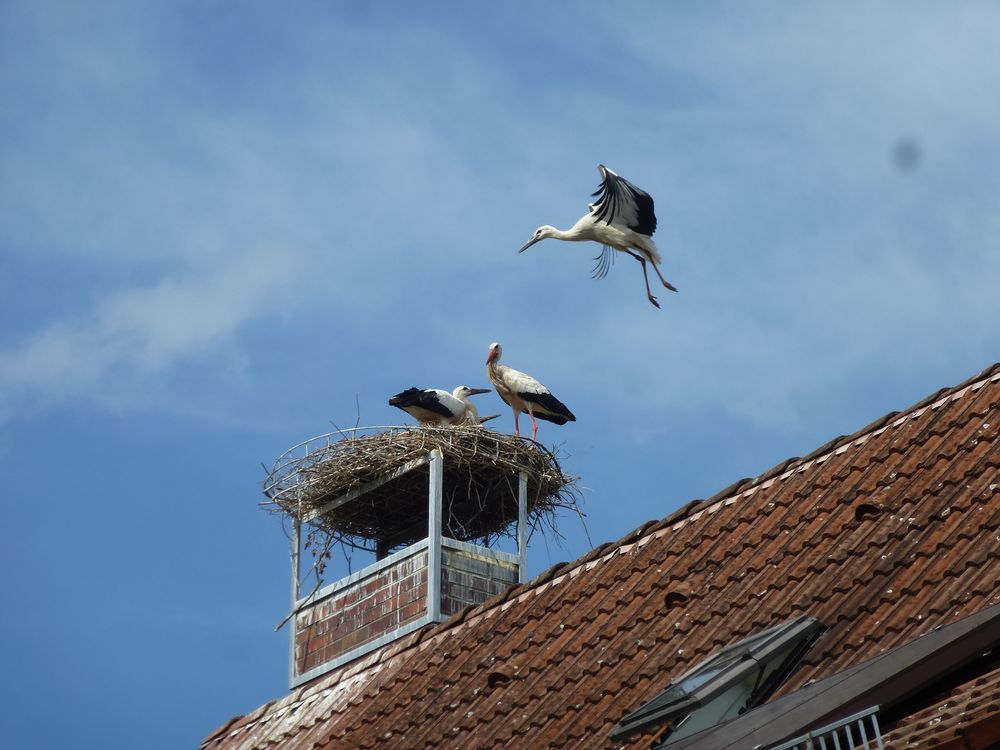 Uehlfelder Storch im Anflug