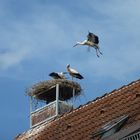 Uehlfelder Storch im Anflug