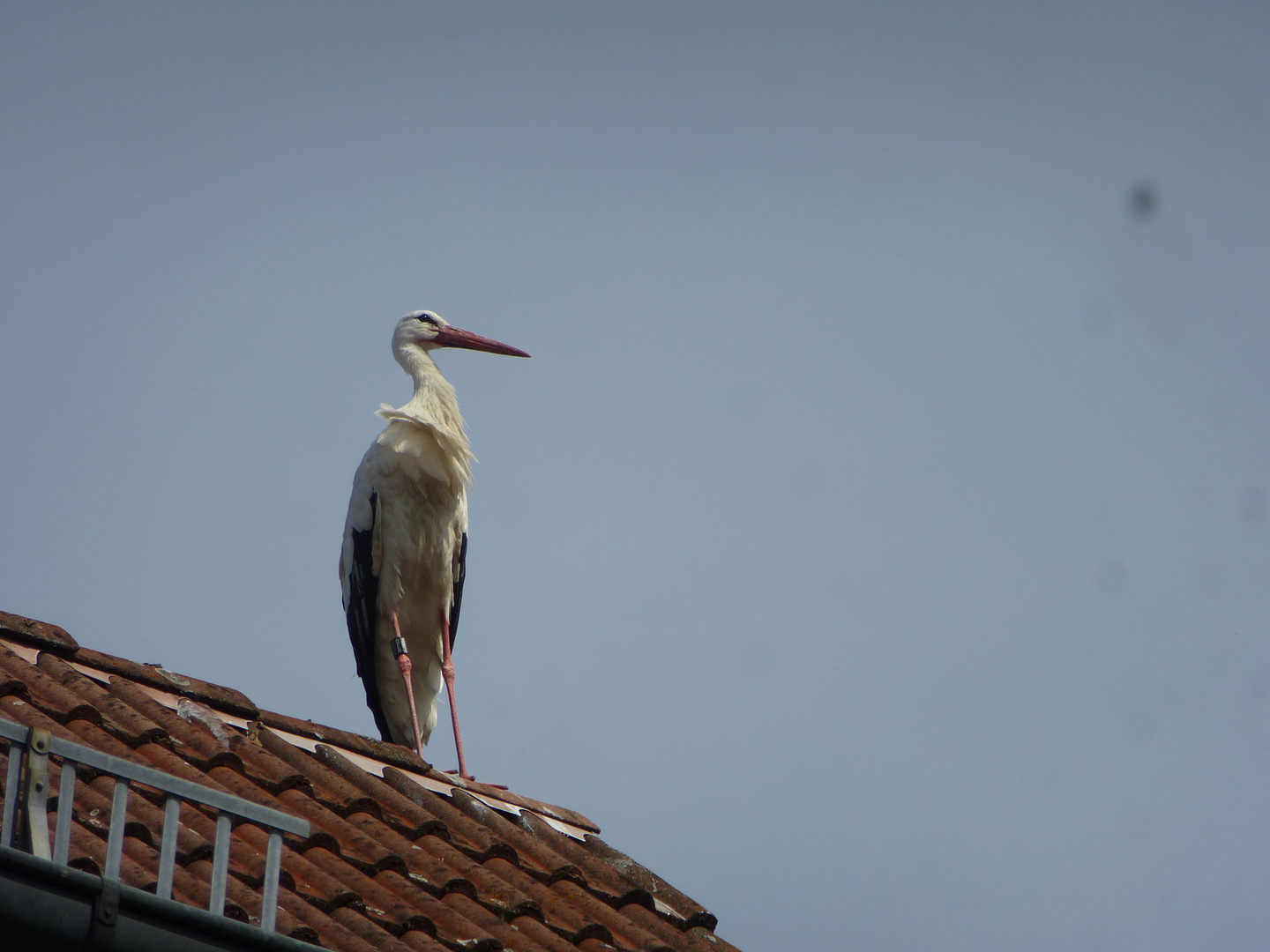 Uehlfelder Storch - wie gemalt