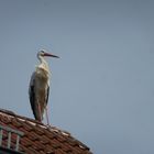 Uehlfelder Storch - wie gemalt