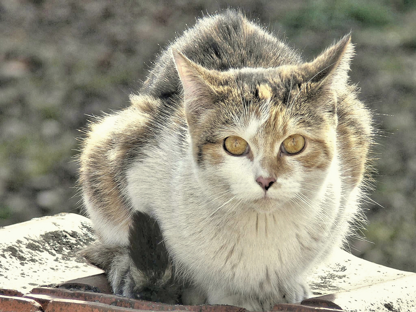 Uelversheim: Unser frecher Kater  ©