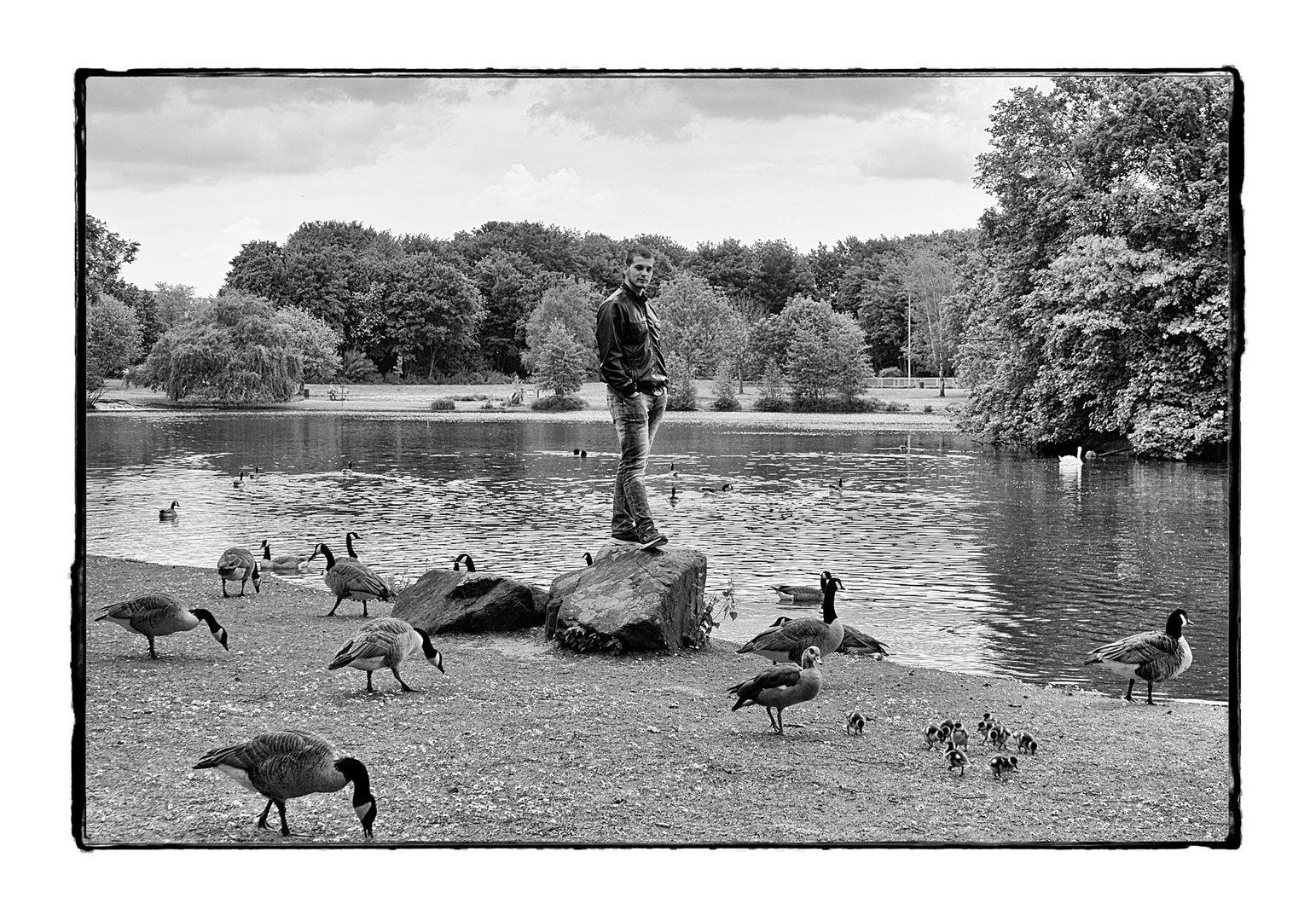 Ümmingeer See II unter Gänsen