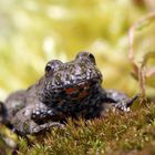 Ünkchen - Rotbauchunke (Bombina bombina)