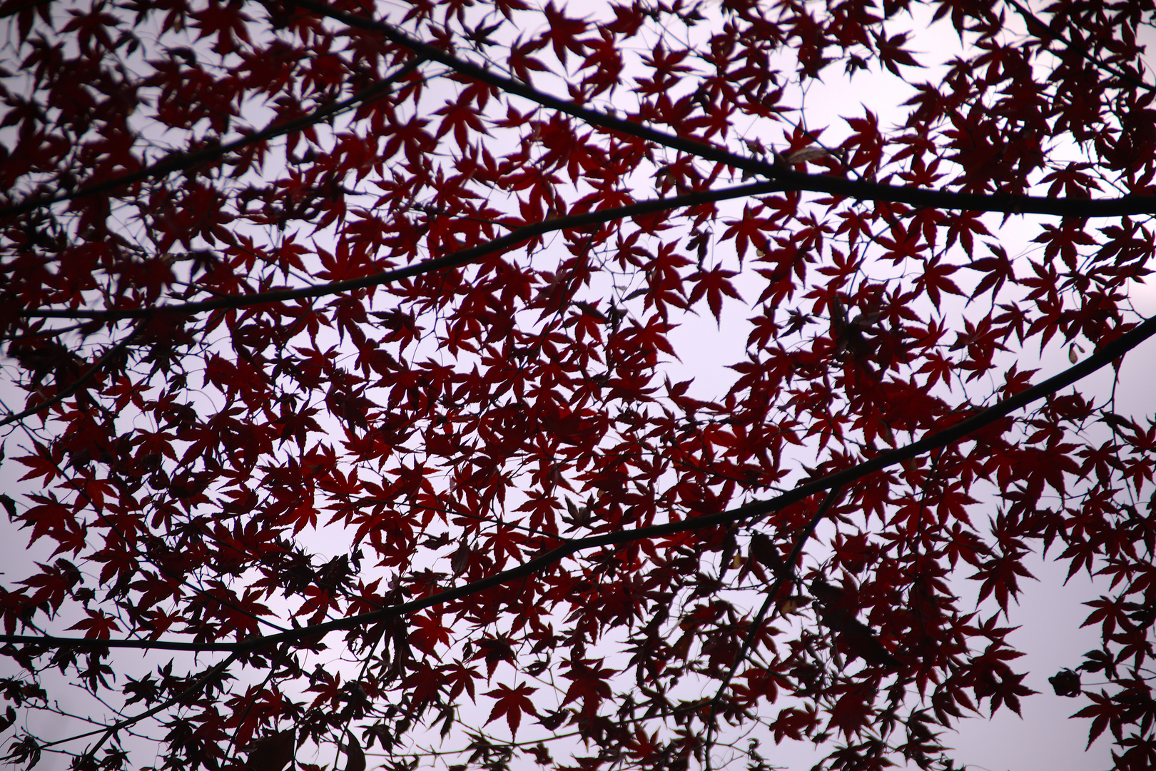 Ueno-Park - Durchblick