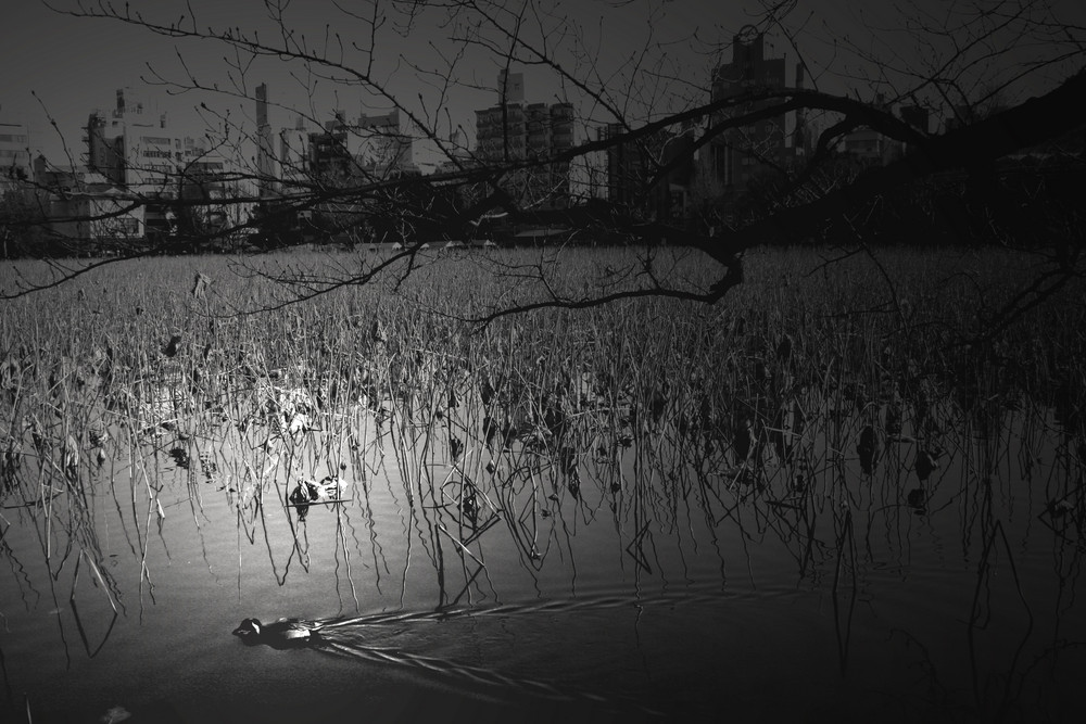 Ueno park Tokyo