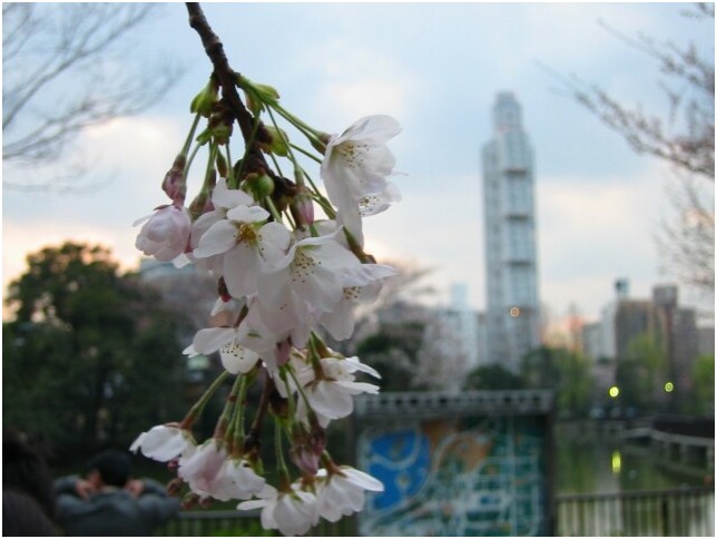 Ueno Sakura