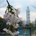 Ueno Sakura