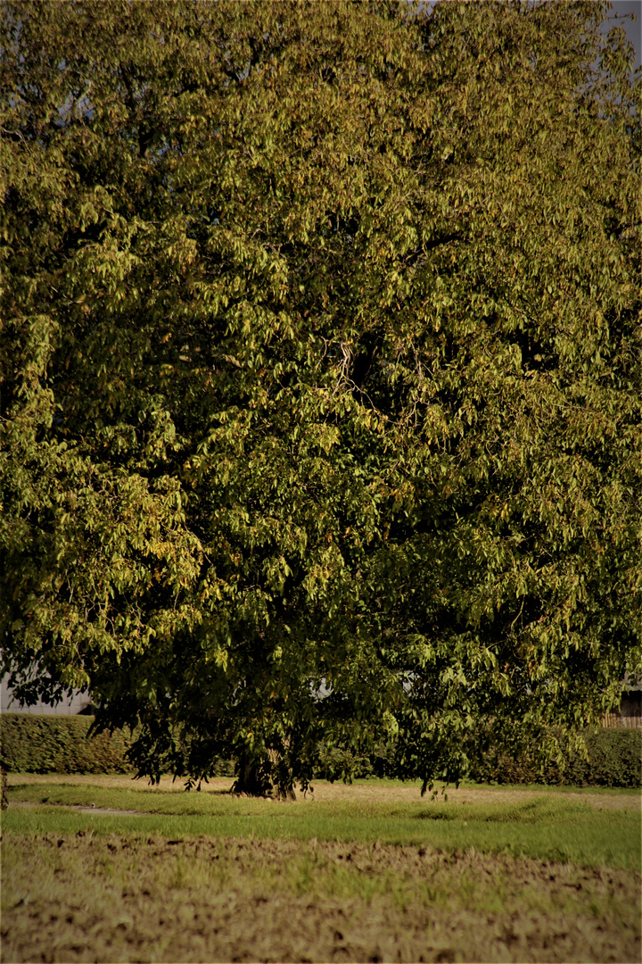 Üppig bis in den Herbst , die Linde