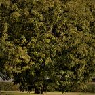 Üppig bis in den Herbst , die Linde