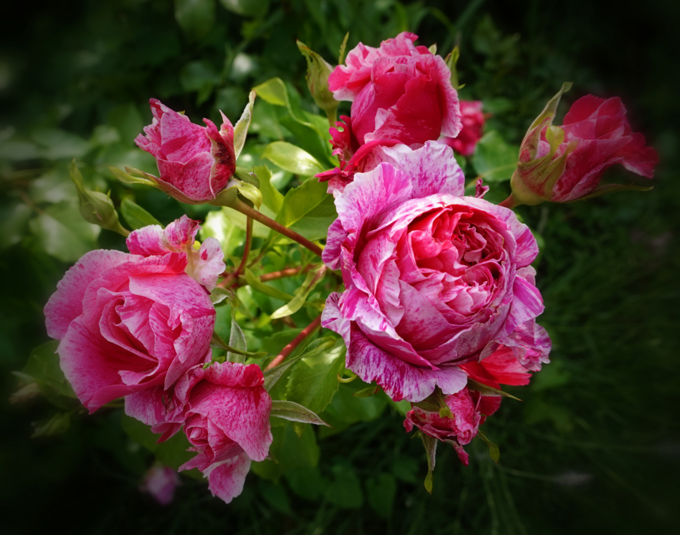 Üppig blühende Rosen