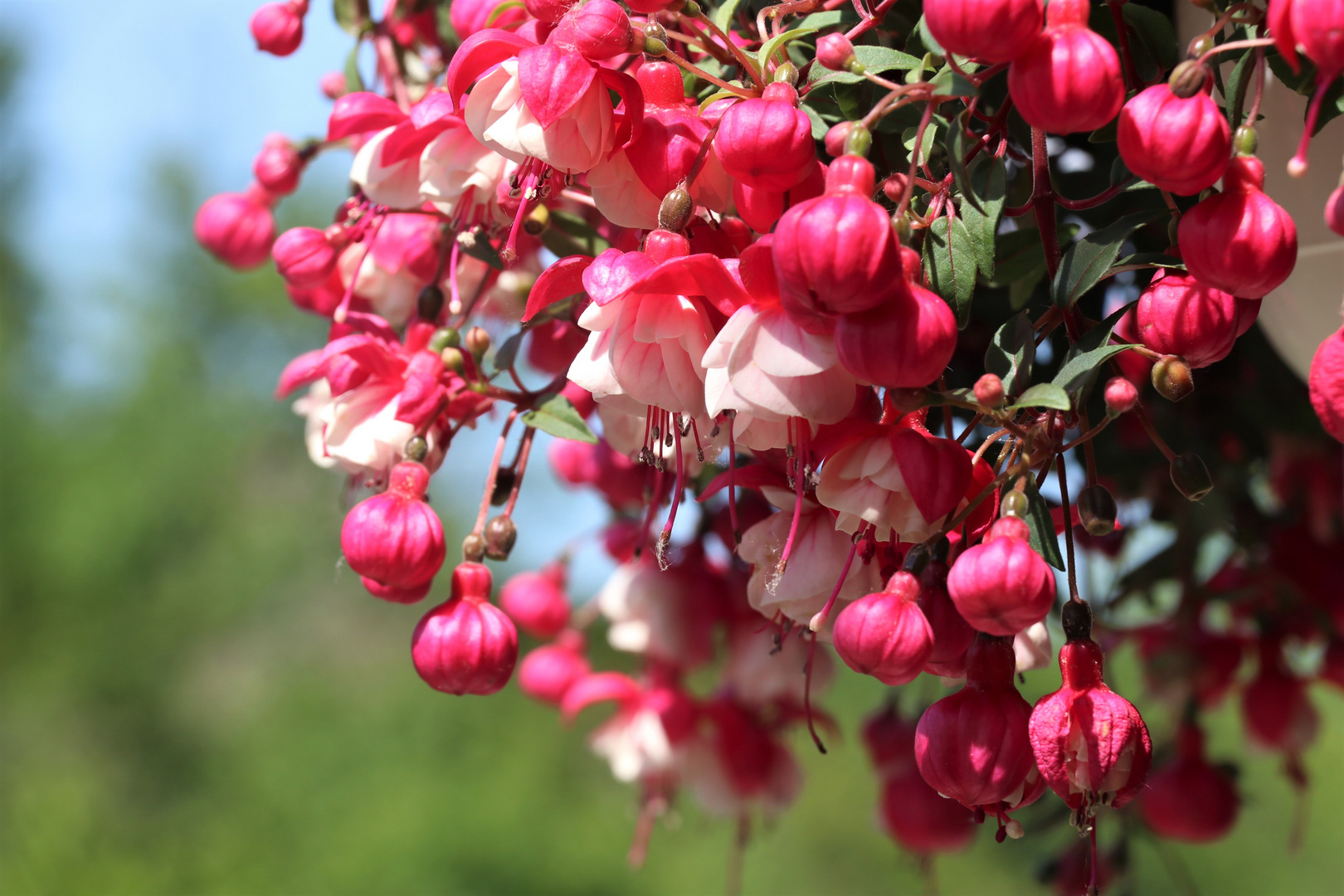 üppige Blüten