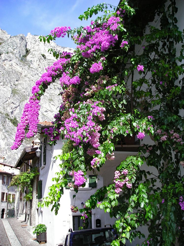 Üppige Blütenpracht am Gardasee.