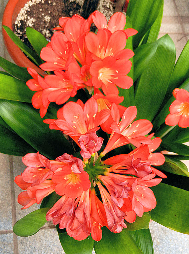 Üppige Clivia