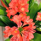 Üppige Clivia