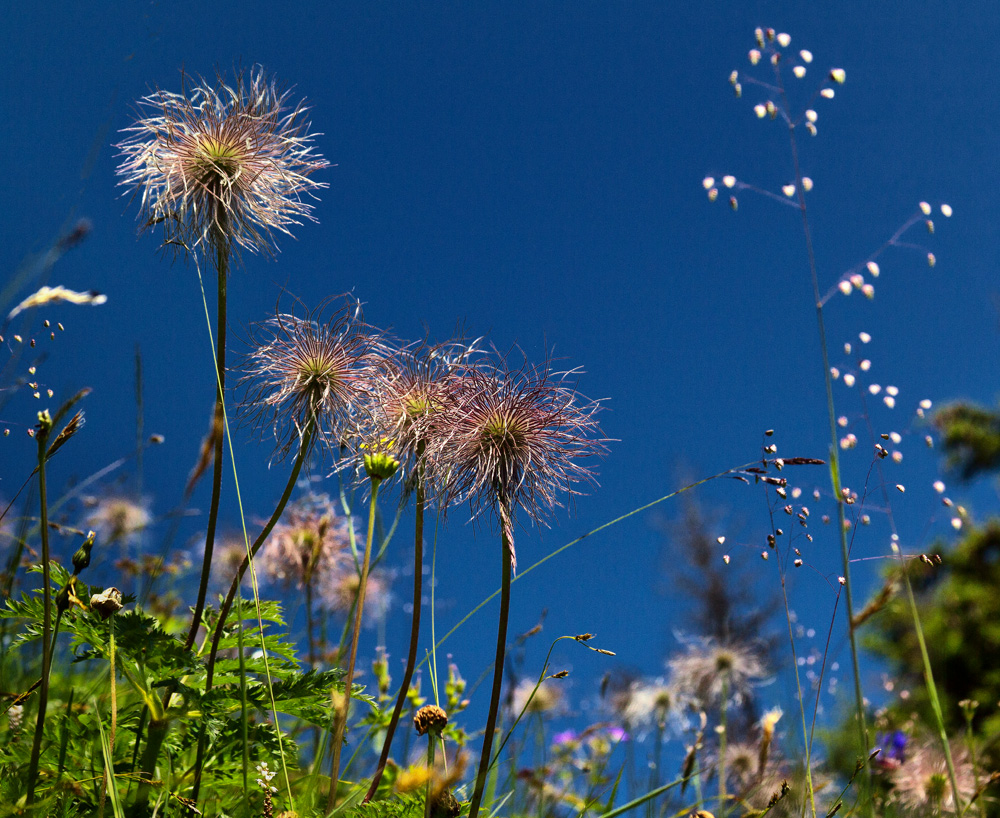 Üppige Flora 1