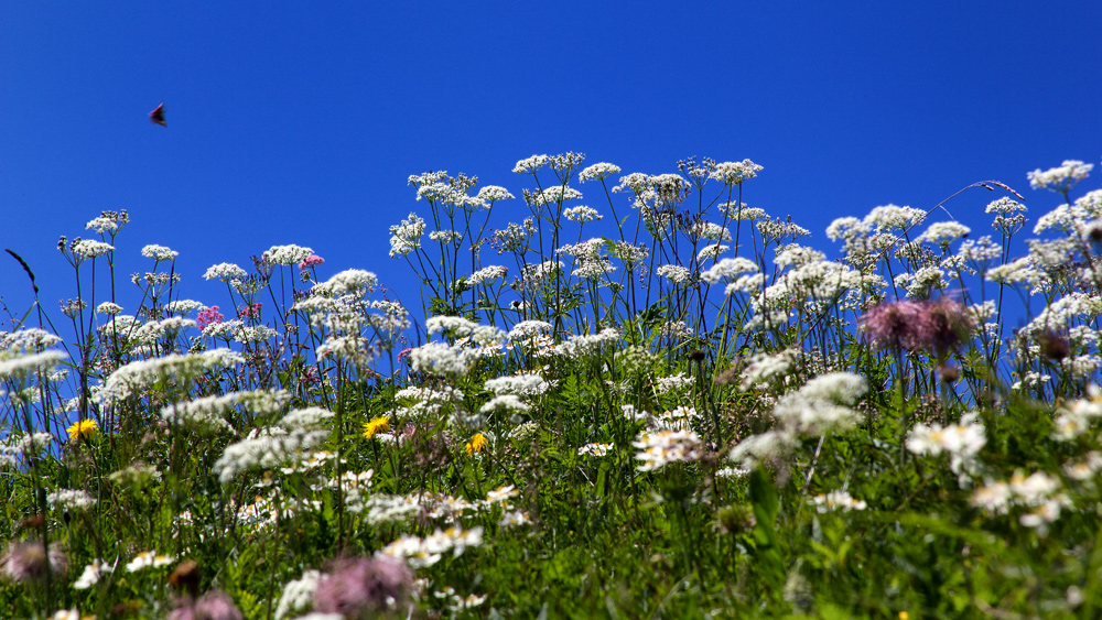 Üppige Flora 2