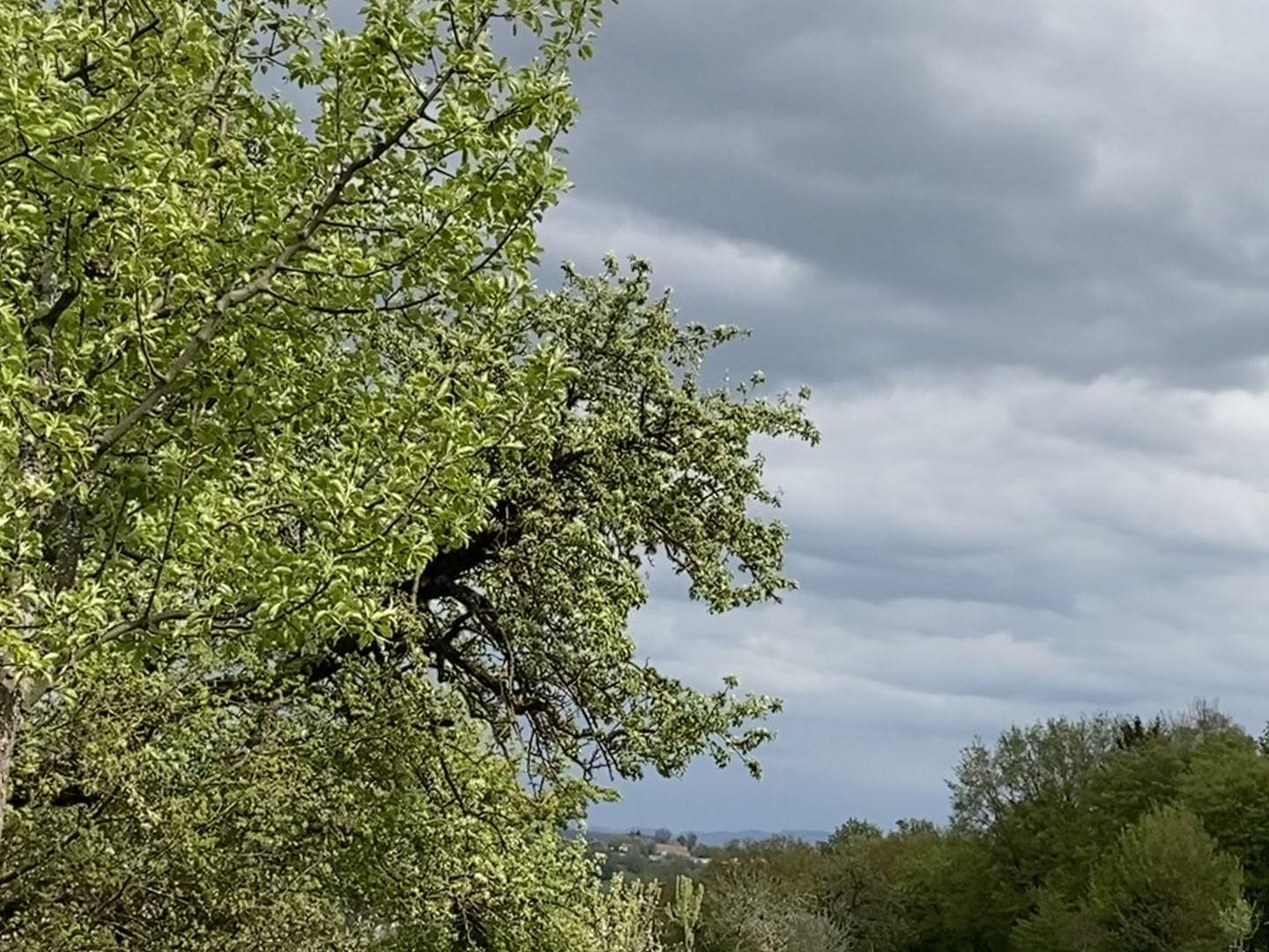 Üppige grüne Pracht und ein unentschiedener Himmel