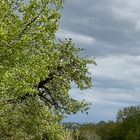 Üppige grüne Pracht und ein unentschiedener Himmel