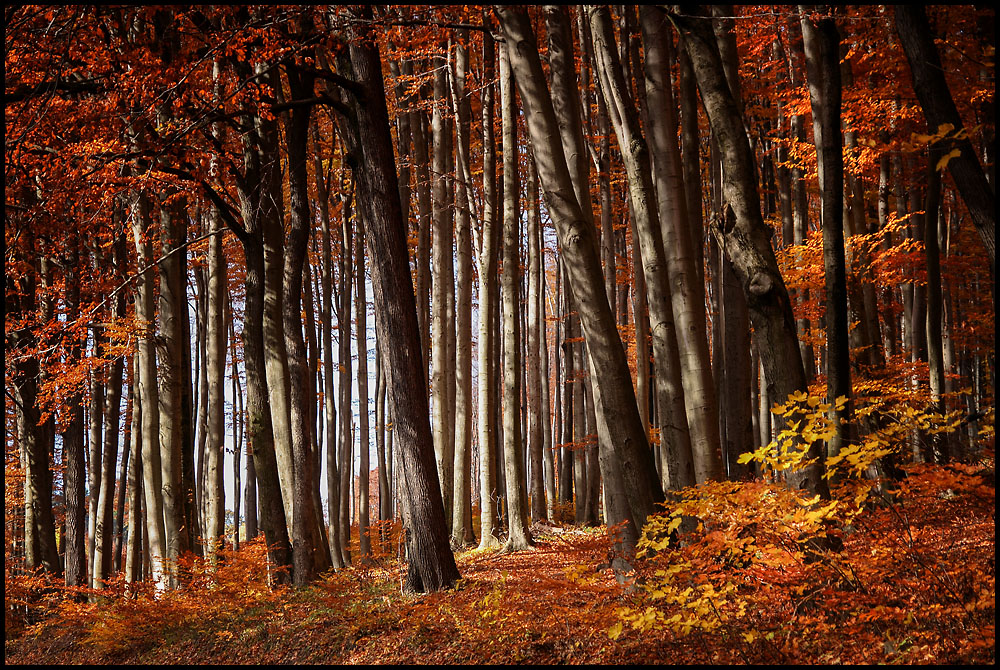 üppige Herbstfarben ...