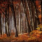 üppige Herbstfarben ...