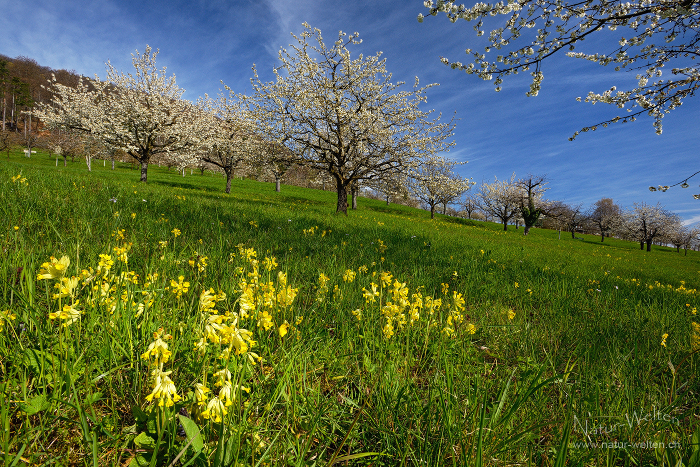 Üppige Kirschblüte