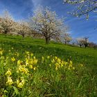 Üppige Kirschblüte