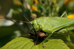 Üppige Mahlzeit