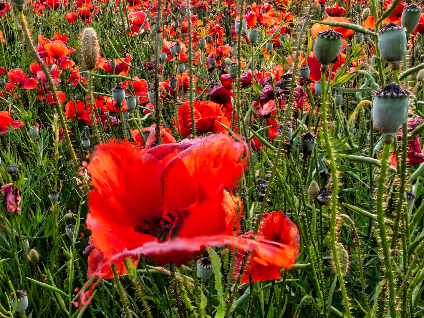 Üppige Mohnwiese in der goldenen Stunde Ende Juni