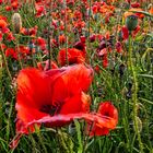 Üppige Mohnwiese in der goldenen Stunde Ende Juni