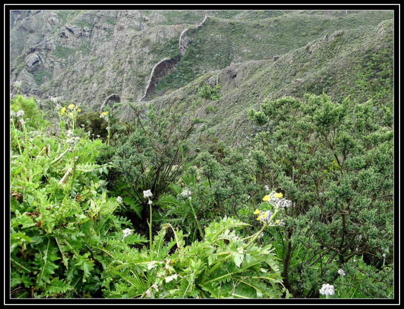 Üppige Natur auf Teneriffa im Teide Gebirge, Feb 2014