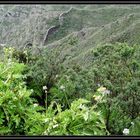 Üppige Natur auf Teneriffa im Teide Gebirge, Feb 2014