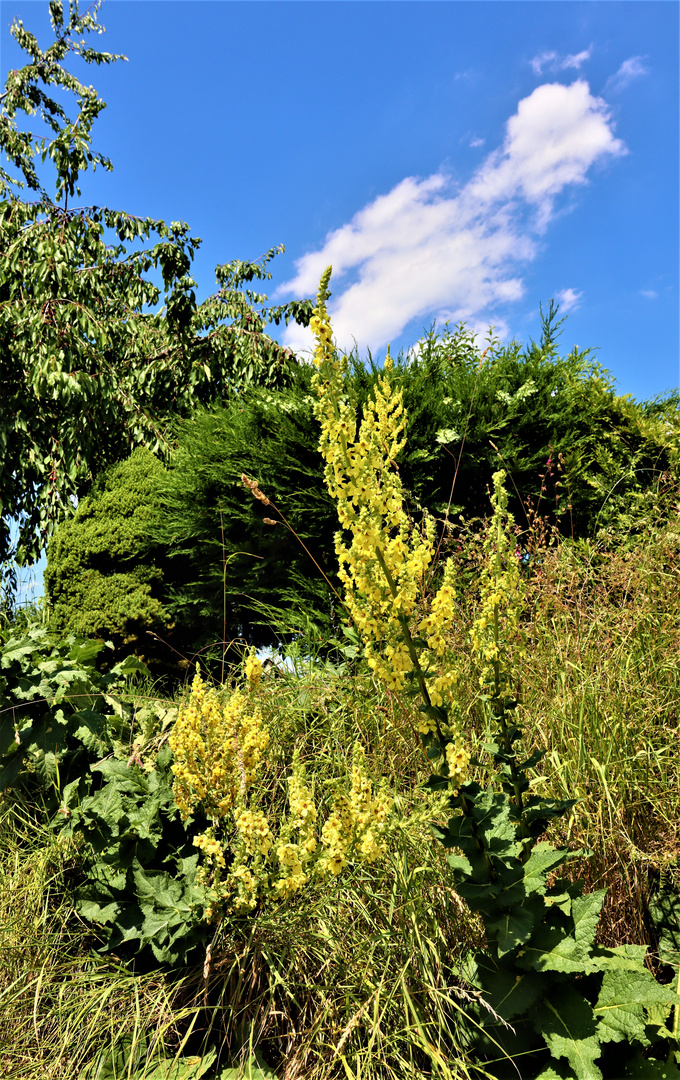 üppige  Natur und am Horizont 