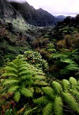 Üppige Tropenvegetation