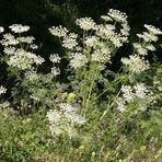 Üppige Vegetation