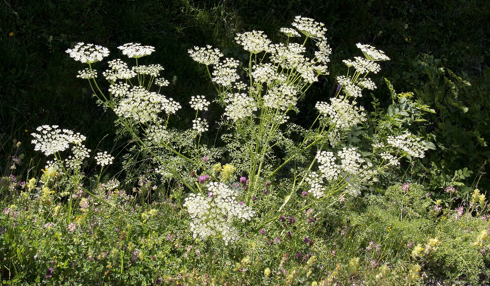 Üppige Vegetation