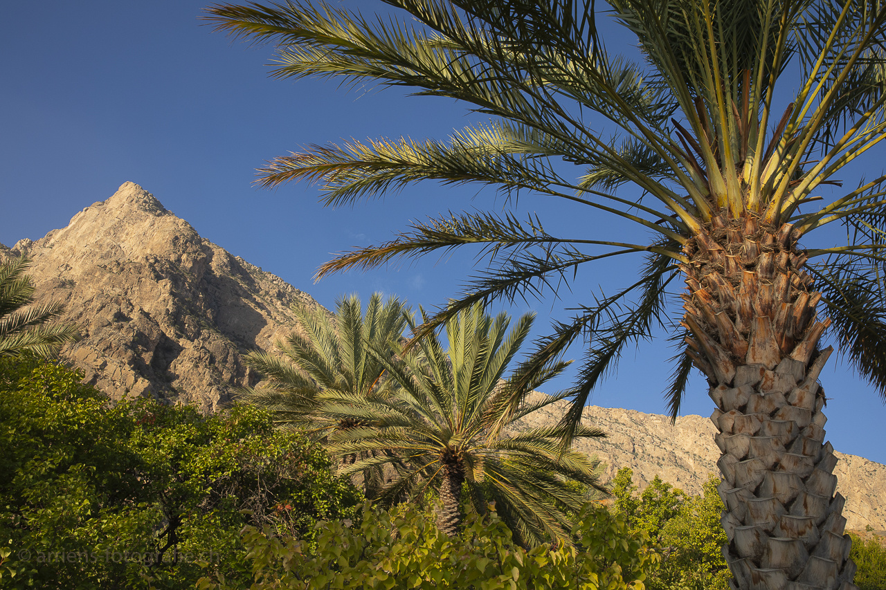 üppige Vegetation