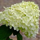 Üppiger Blütenstand der Rispenhortensie (Hydrangea paniculata)