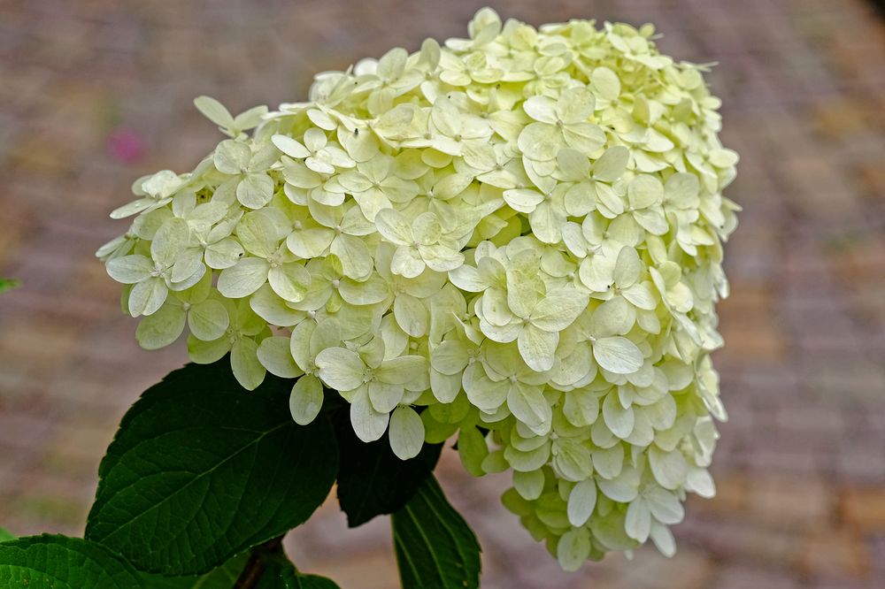 Üppiger Blütenstand der Rispenhortensie (Hydrangea paniculata)