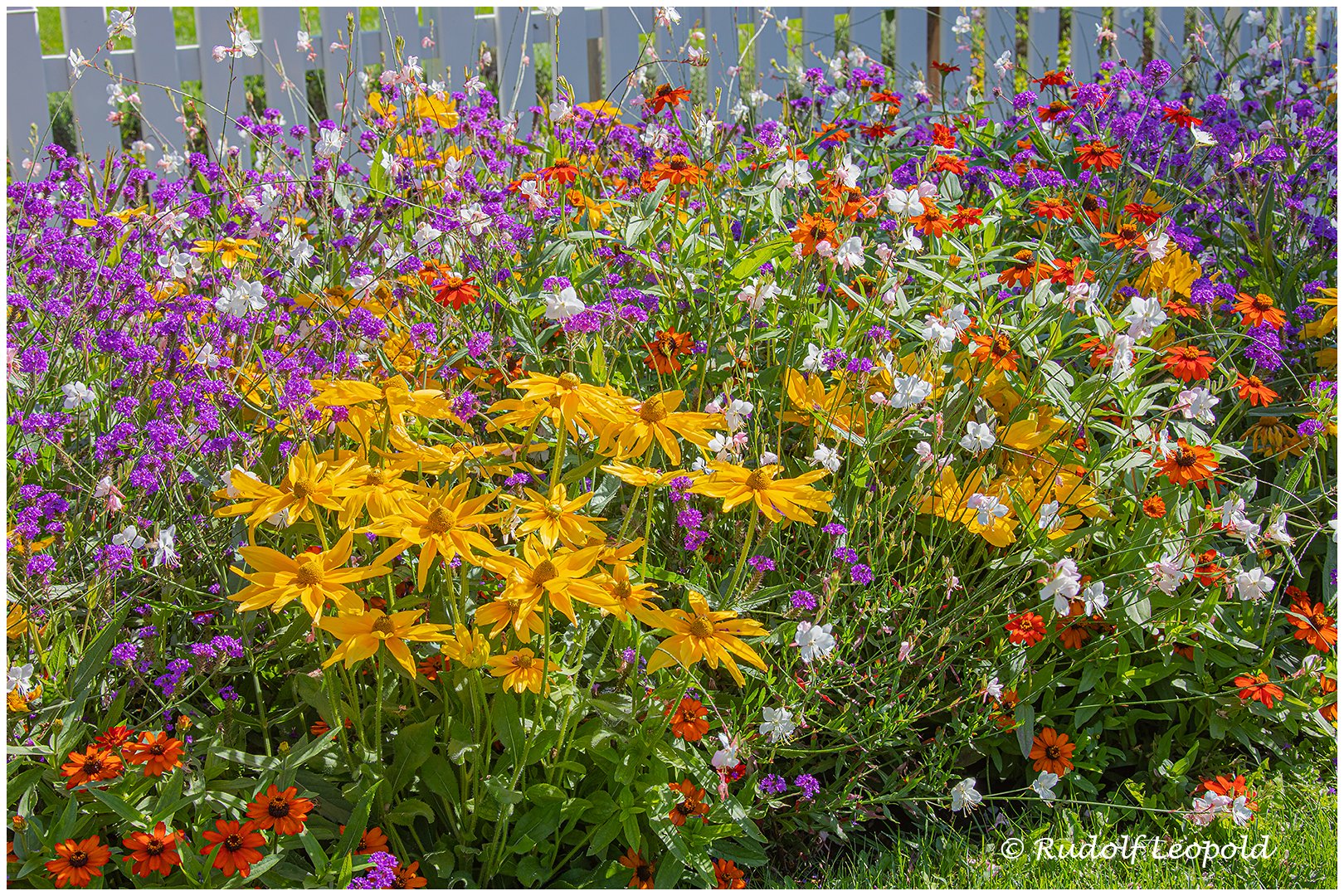 üppiger Blumenteppich