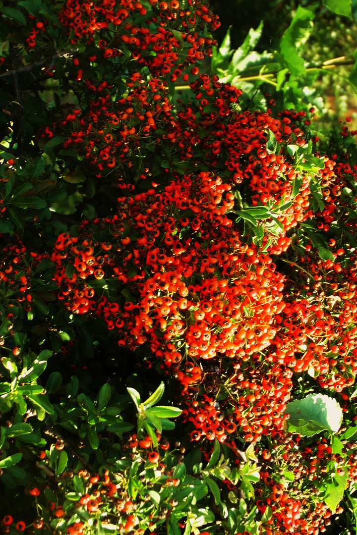 Üppiger Spätsommer