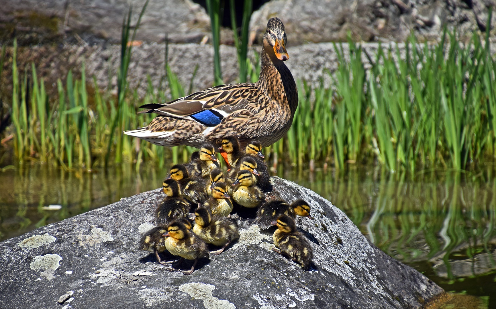 Üppiges Familienglück