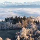 Uetliberg - Über dem Nebel