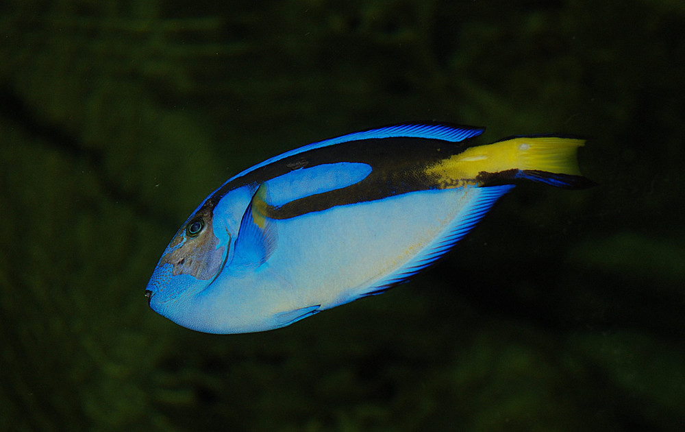 Uf... bin ich Blau!