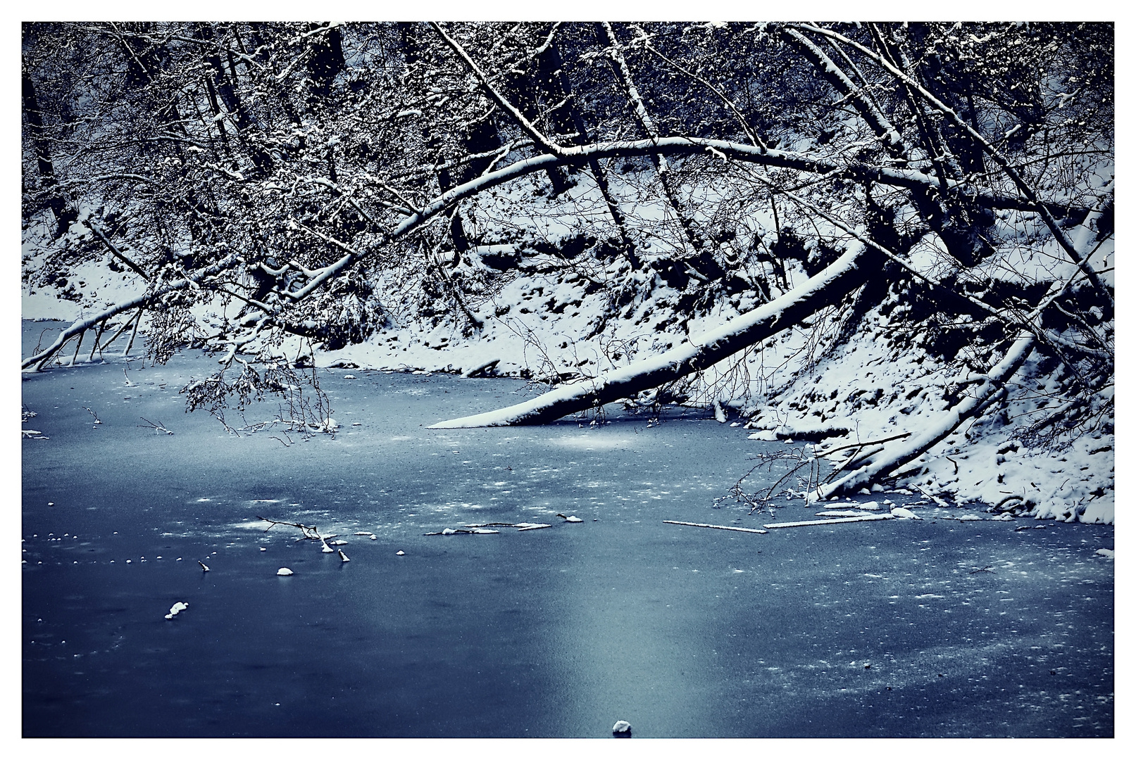 Ufer am Karpfenteich 