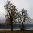 Ufer am Kochelsee