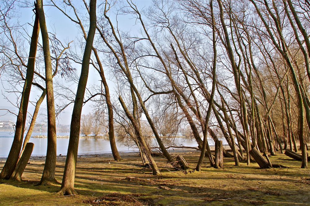 Ufer am Rhein